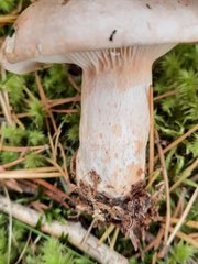 Lactarius musteus
