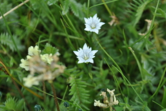Gentiana leucomelaena