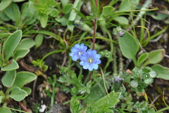 Gentiana crassuloides curviphylla