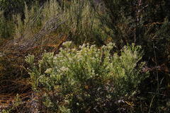 Phylica axillaris axillaris