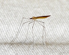 Gonomyia