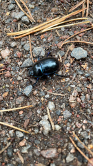 Anoplotrupes stercorosus