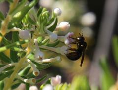 Phylica axillaris axillaris