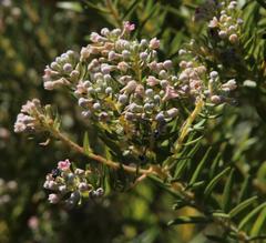 Phylica axillaris axillaris