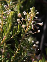 Phylica axillaris axillaris