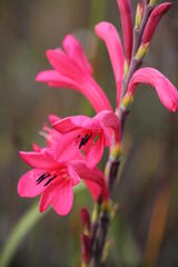 Watsonia paucifolia