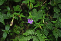 Gentiana rubicunda