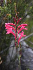 Watsonia paucifolia