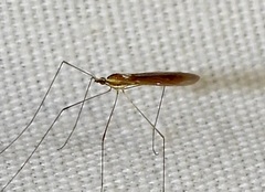 Gonomyia