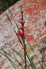 Watsonia paucifolia