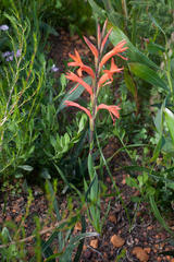 Watsonia spectabilis