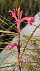 Watsonia paucifolia