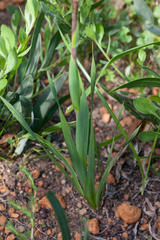 Watsonia spectabilis