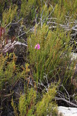 Ixia stricta