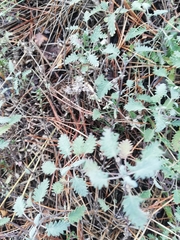 Scutellaria orientalis
