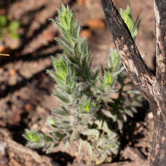 Xiphotheca lanceolata