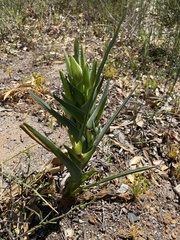 Ferraria crispa