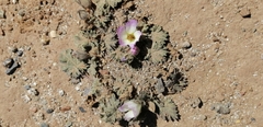 Sphaeralcea purpurata