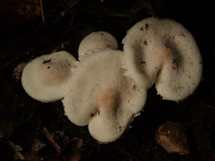Cystolepiota seminuda