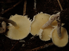 Cystolepiota seminuda