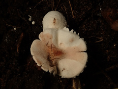 Cystolepiota seminuda