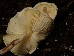 Cystolepiota seminuda