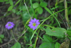 Gentiana rubicunda