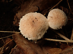 Cystolepiota seminuda