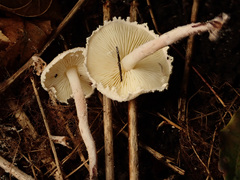 Cystolepiota seminuda