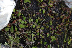 Eriospermum schlechteri