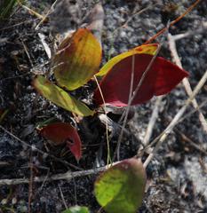Eriospermum schlechteri