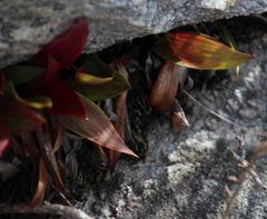 Eriospermum schlechteri