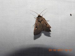 Adelphagrotis indeterminata