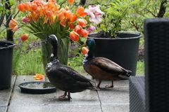 Anas platyrhynchos domesticus