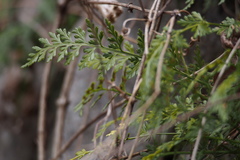 Asplenium anogrammoides