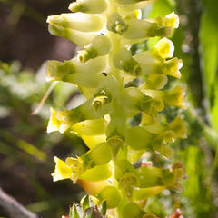 Lachenalia lutea