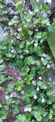 Cymbalaria muralis