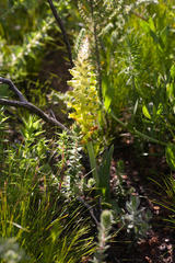 Lachenalia lutea
