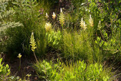 Lachenalia lutea