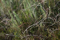 Lebeckia sepiaria