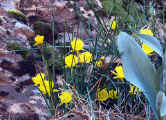 Narcissus bulbocodium