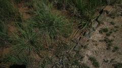 Melinis repens repens