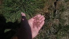 Melinis repens repens