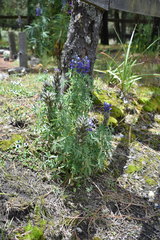 Lupinus aschenbornii