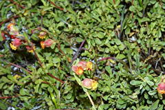 Hermannia ternifolia