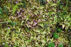 Pinguicula calyptrata