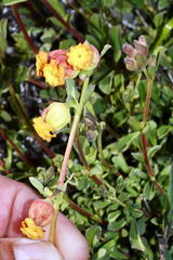 Hermannia ternifolia