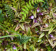 Pinguicula calyptrata