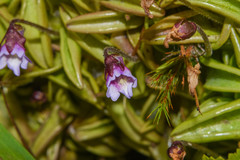 Pinguicula calyptrata