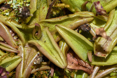 Pinguicula calyptrata
